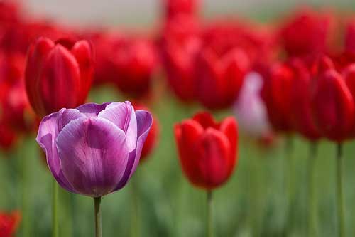Bokeh Tulips