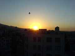 صبح، خورشید، پرنده