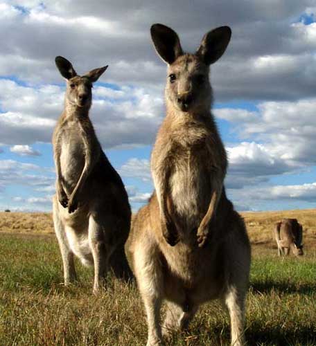 kangaroo friends